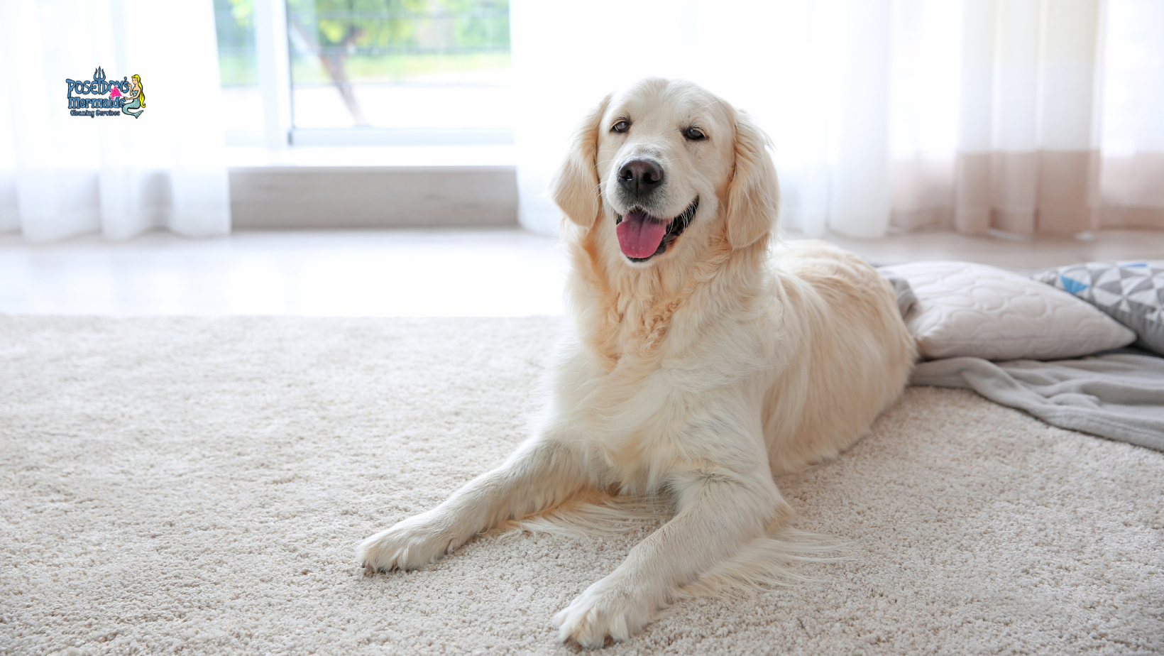 toledo pet friendly cleaning services